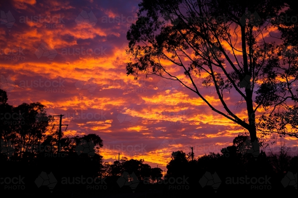 Silhouette of trees and power lines against dawn clouds - Australian Stock Image