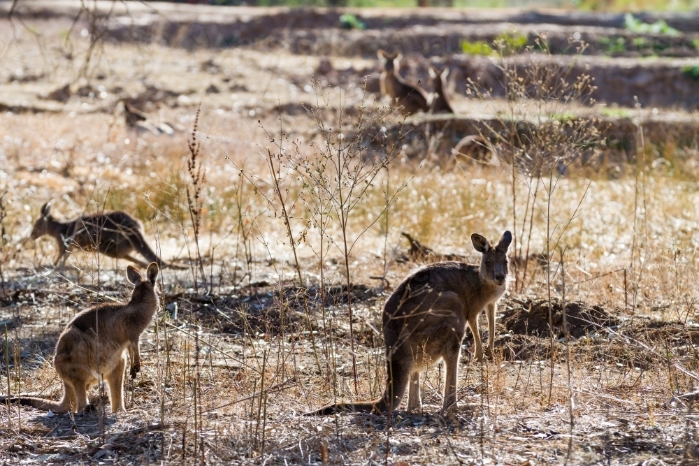 Silhouette of wallabies grazing in the early morning sun - Australian Stock Image