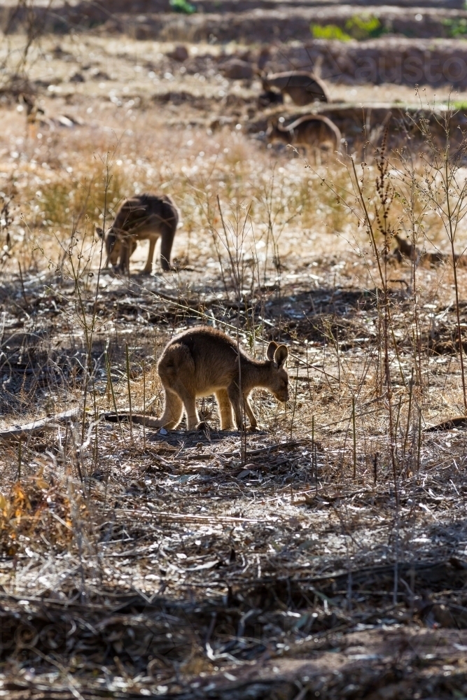 Silhouette of wallabies grazing in the early morning sun - Australian Stock Image