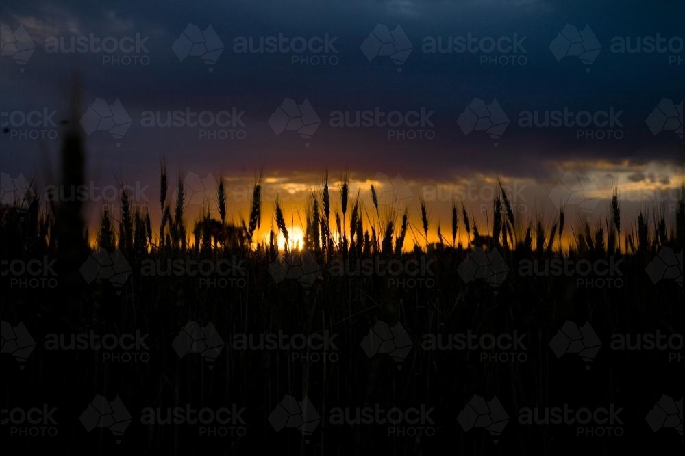 Silhouette of wheat stalks with dark stormy clouds at sunset - Australian Stock Image