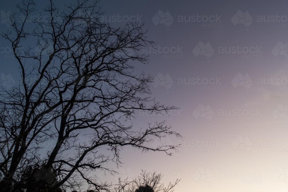 Silhouette of winter tree at sunset - Australian Stock Image