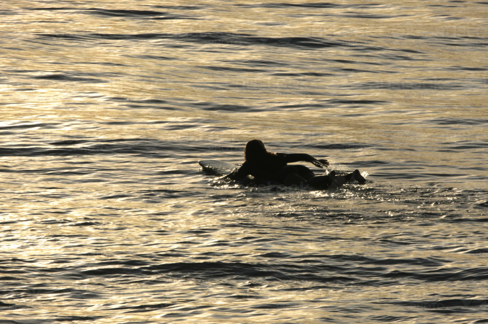 silhouette of woman on surfboard paddling surfboard in golden sunset water - Australian Stock Image