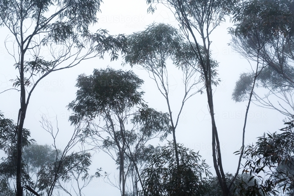 Silhouette of young eucalyptus trees against fog - Australian Stock Image