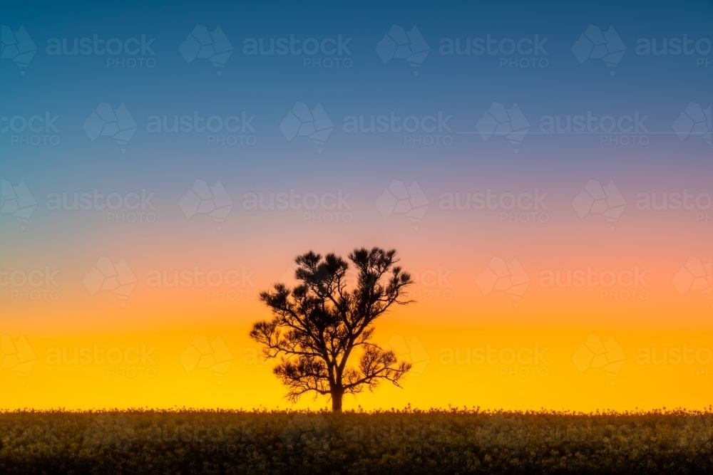 silhouette shot of a tree in the field during sunrise : Austockphoto silhouette shot of a tree in the field during sunrise - Australian Stock Image