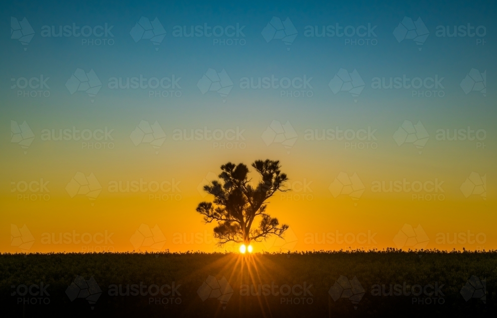 silhouette shot of a tree in the field during sunrise - Australian Stock Image