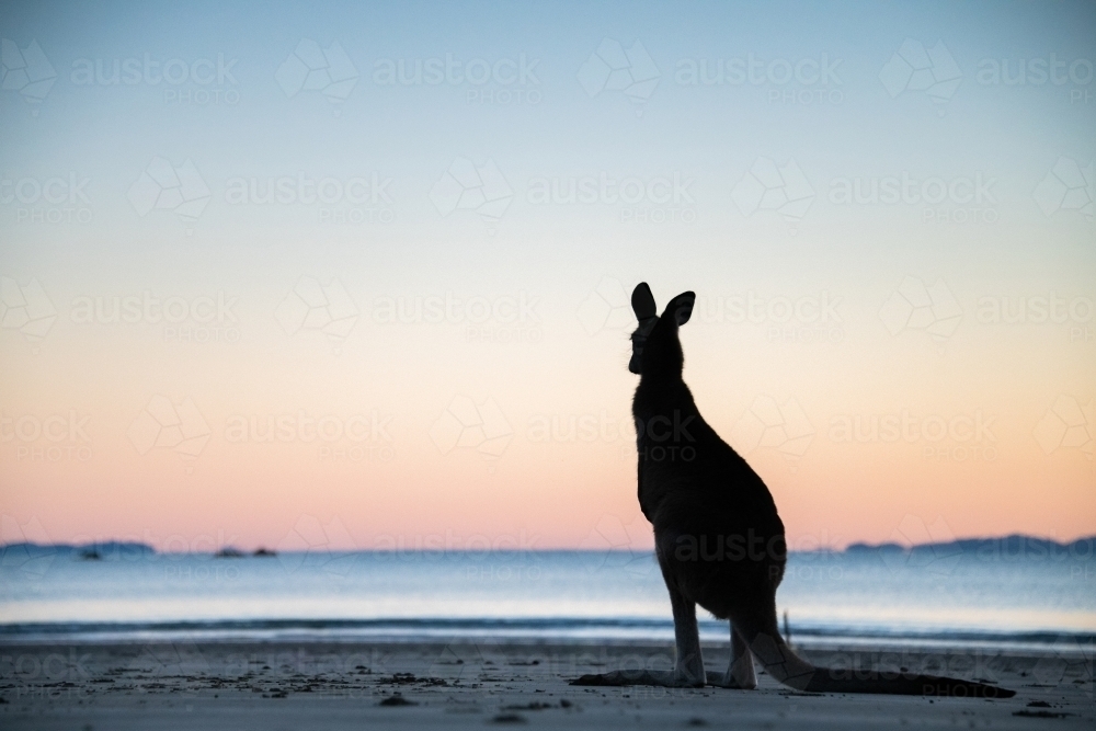 Silhouette shot of a wallaby on a beach during sunset/sunrise : Austockphoto Silhouette shot of a wallaby on a beach during sunset/sunrise - Australian Stock Image