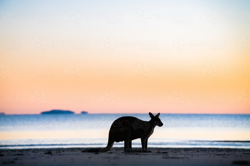 Silhouette shot of a wallaby on a beach during sunset/sunrise - Australian Stock Image