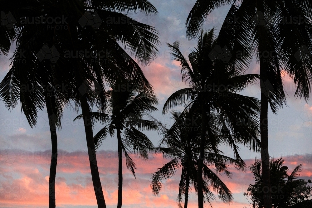 silhouette shot of coconut trees with pink and purple skies - Australian Stock Image