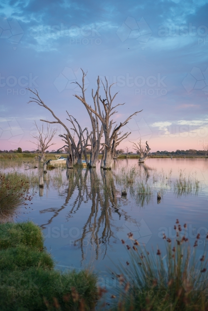 Silhouette trees on lake river at sunrise - Australian Stock Image
