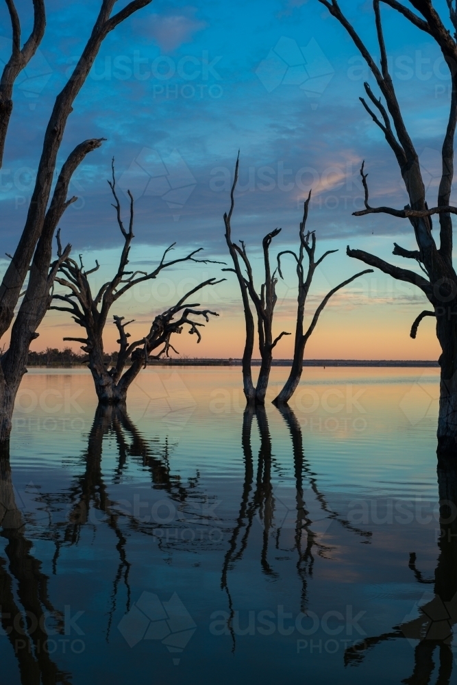 Silhouette trees on lake river at sunrise - Australian Stock Image