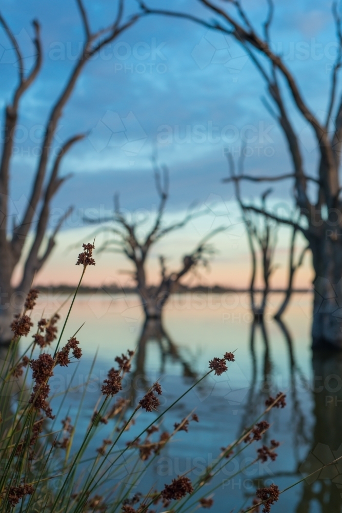 Silhouette trees on lake river at sunrise - Australian Stock Image