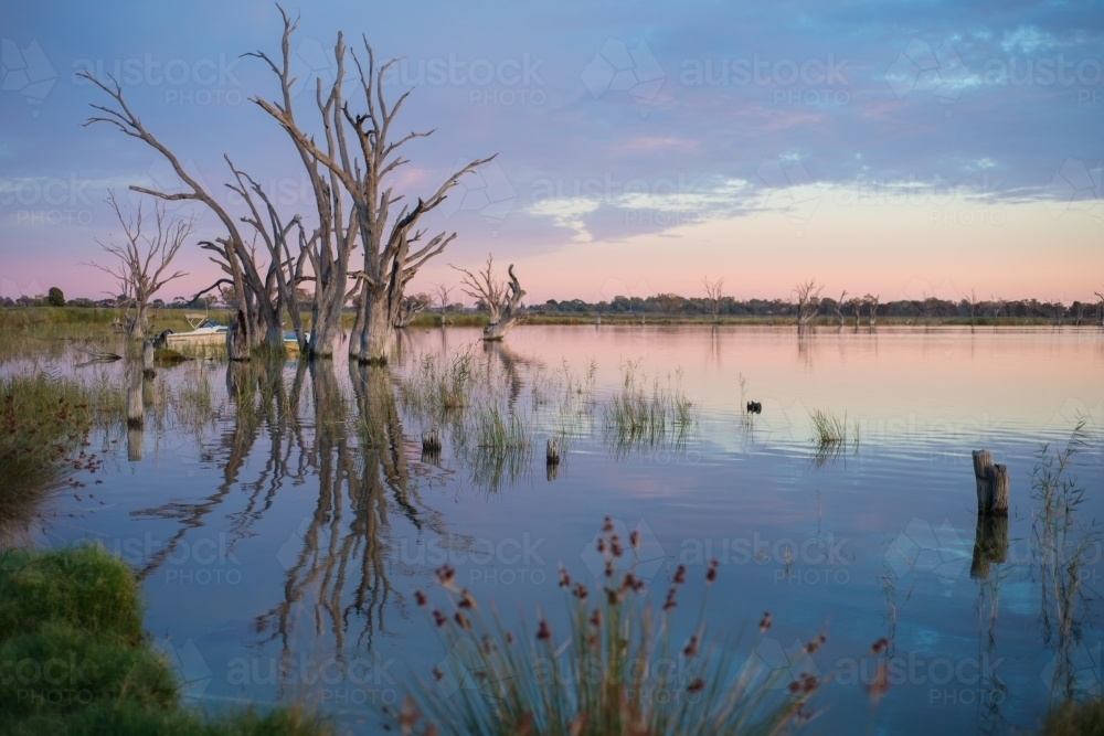 Silhouette trees on lake river at sunrise - Australian Stock Image