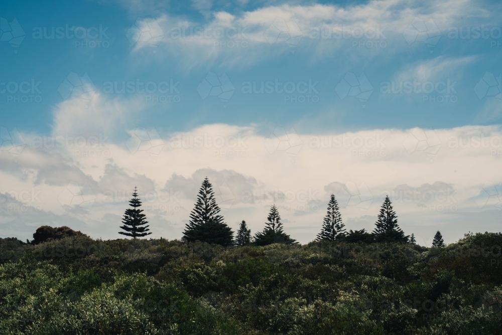 Silhouette trees with a blue sky - Australian Stock Image