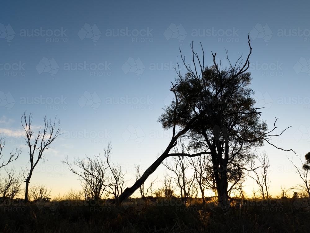 Silhouetted arid country dead tree leaning on another tree - Australian Stock Image