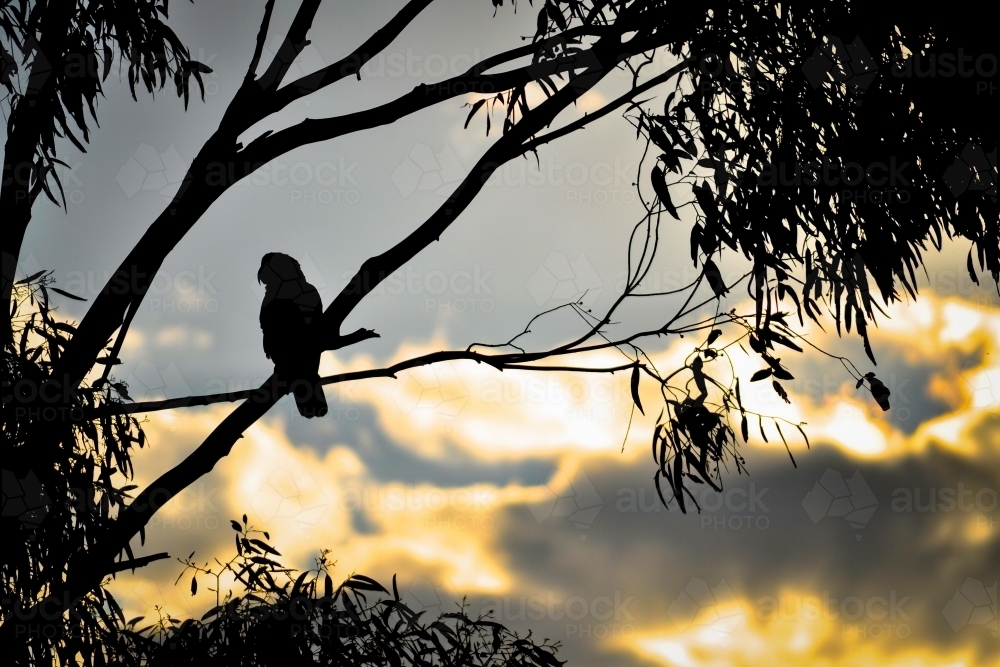 Silhouetted Bird Perched On a Gum Tree Overlooking the Golden Sunset - Australian Stock Image