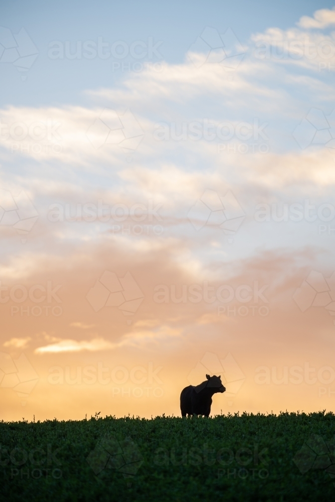 Silhouetted cow on hilltop at dawn - Australian Stock Image
