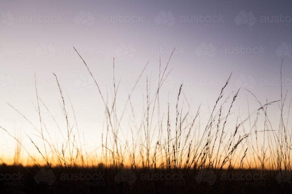 Silhouetted grass at dusk - Australian Stock Image