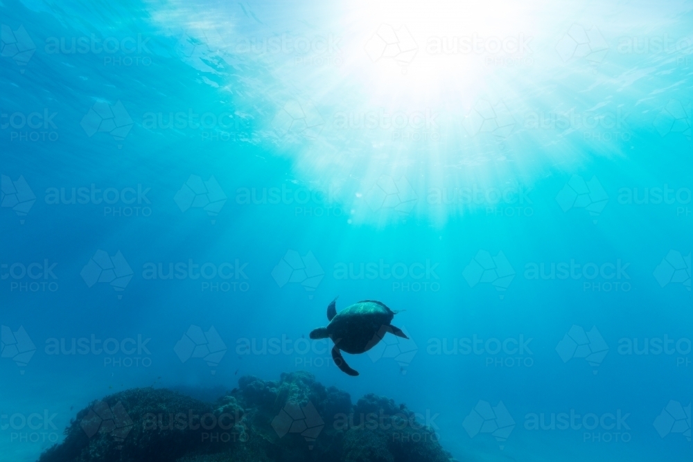 Silhouetted sea turtle illuminated by beautiful ethereal sun light on the Great Barrier Reef - Australian Stock Image