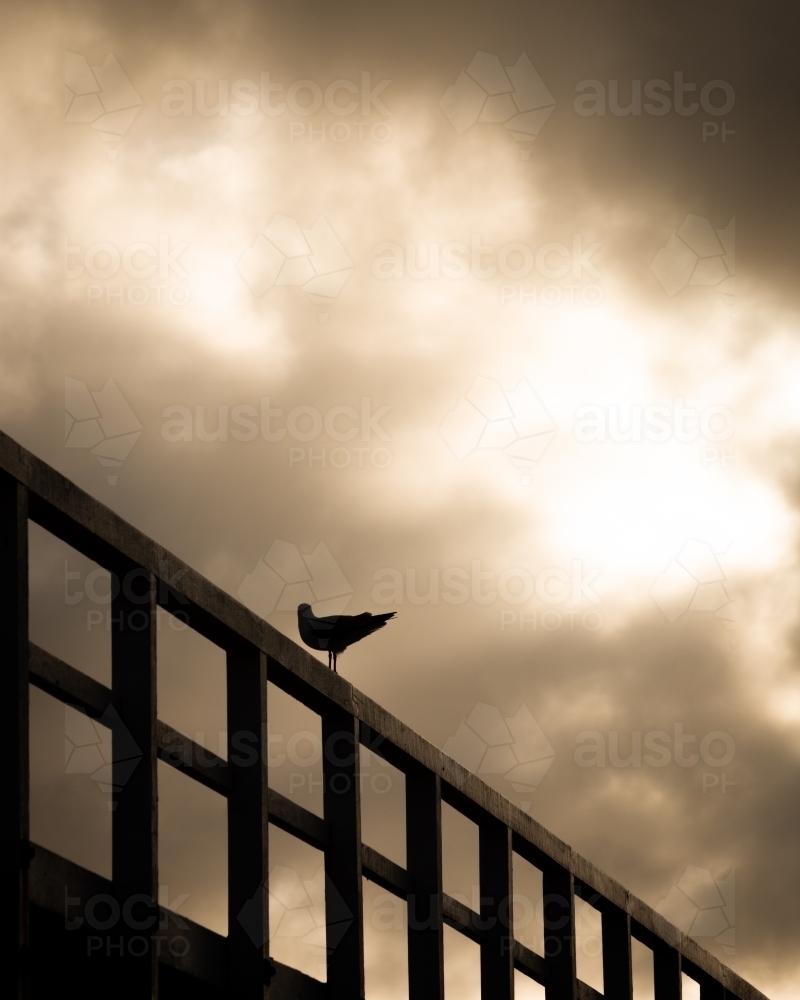 Silhouetted Seagull on a Pier - Australian Stock Image
