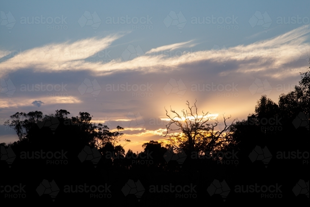 Silhouetted trees at sunset - Australian Stock Image