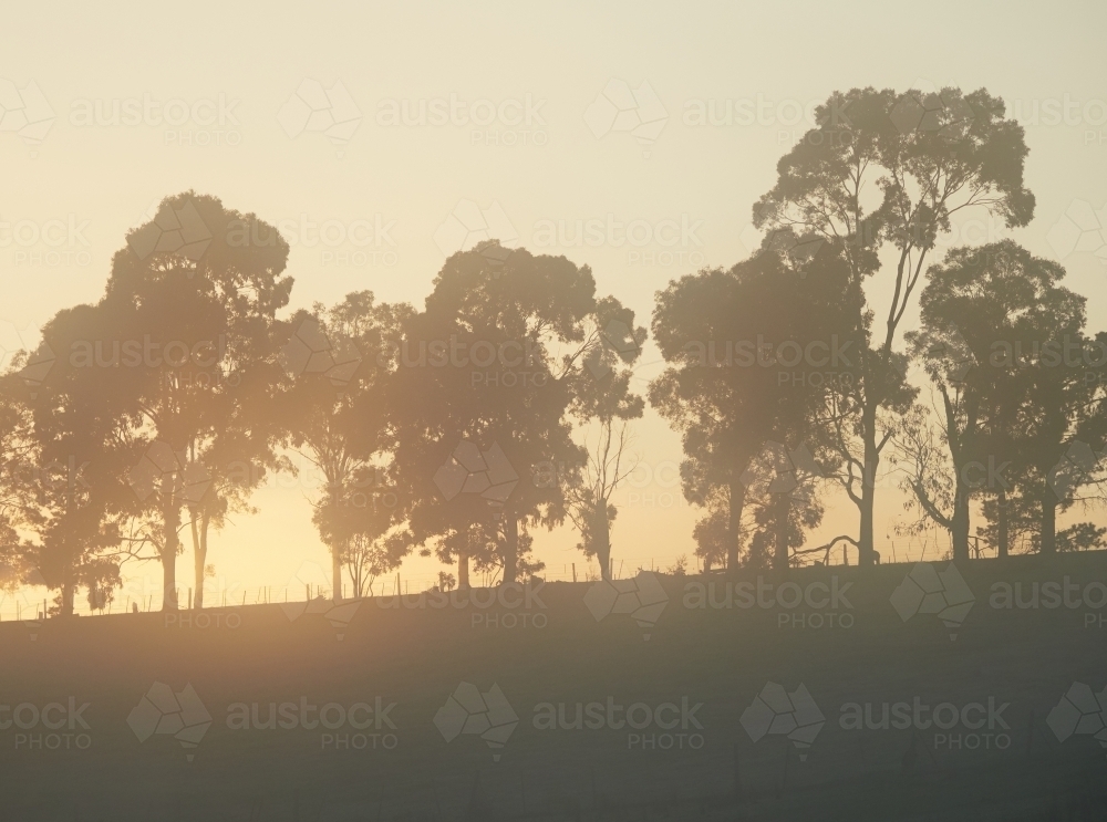 Silhouetted Trees on a Hill on a Cold Morning - Australian Stock Image