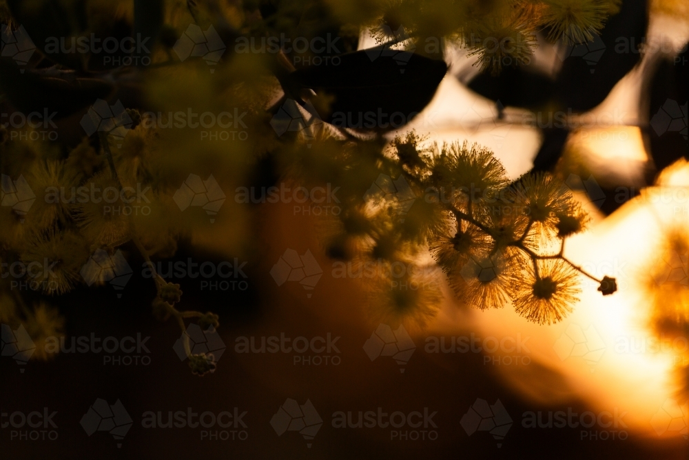 Silhouetted wattle flower with dark copy space at sunset - Australian Stock Image