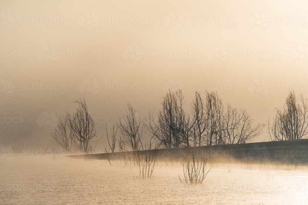 Silhouettes of dead trees on the shore of a foggy lake at dawn - Australian Stock Image