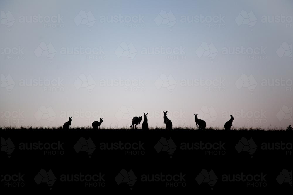 Silhouettes of kangaroos on a hilltop at dusk - Australian Stock Image