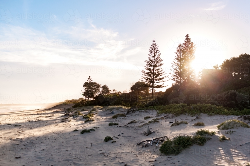 Silhouettes of Pine Trees standing tall as the warm afternoon sun shines through on the sandy beach - Australian Stock Image