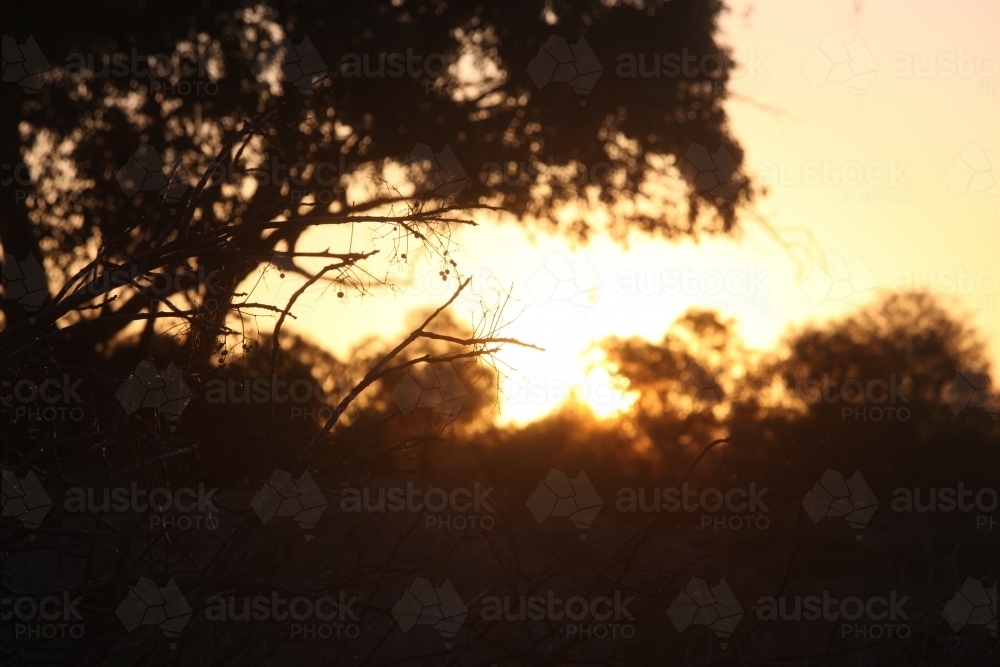 Silhouettes of twigs and trees against a golden hour outback sunset - Australian Stock Image