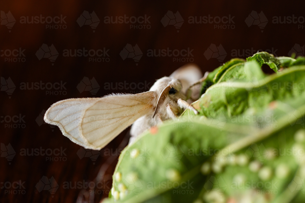 Silkworm moth on mulberry leaf with eggs - Australian Stock Image