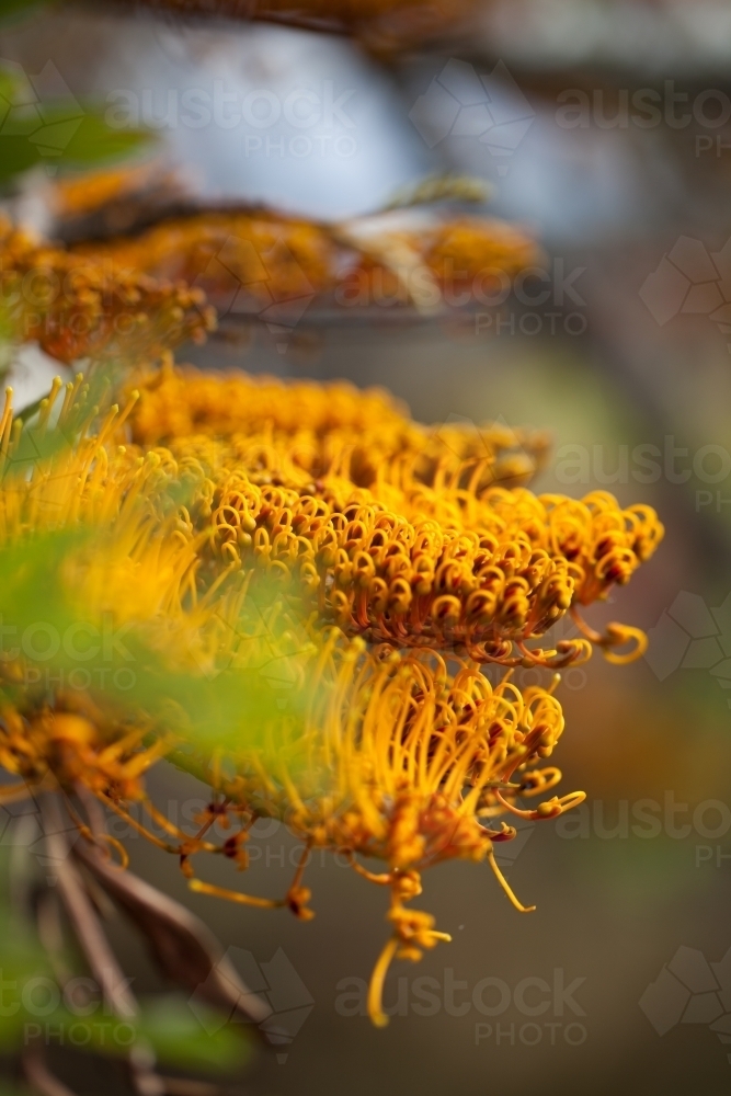 Silky Oak flowers - Australian Stock Image