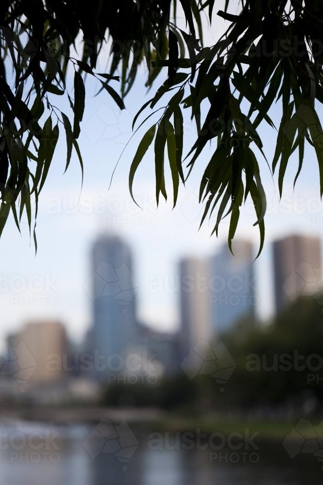 Silouhette of the melbourne city skyline framed by eucalyptus leaves - Australian Stock Image