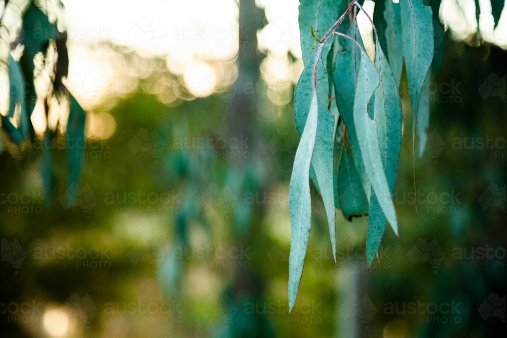Silver blue gum leaves close up with bokeh - Australian Stock Image