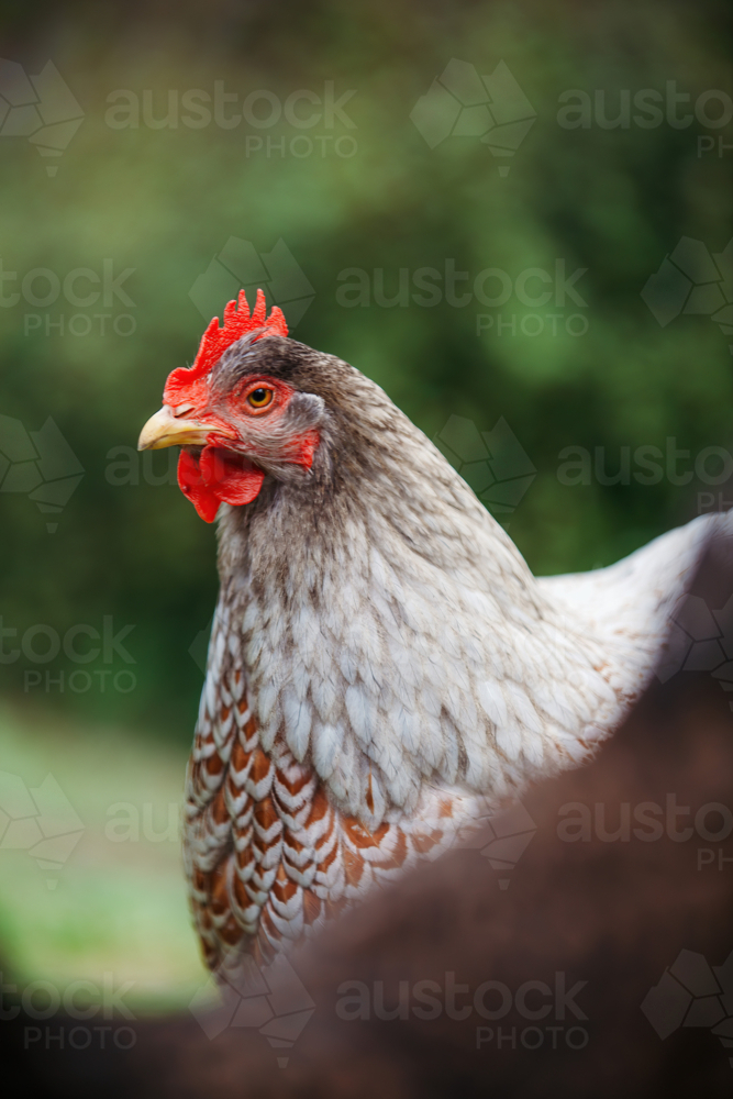 Silver chicken standing in the garden - Australian Stock Image