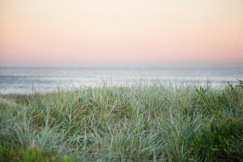 Silver grass covers the sand dunes near the ocean - Australian Stock Image