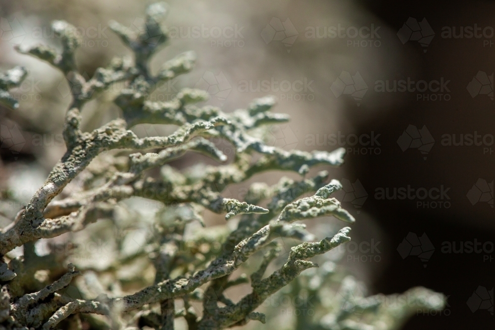 Silver grey coral like lichen plant - Australian Stock Image