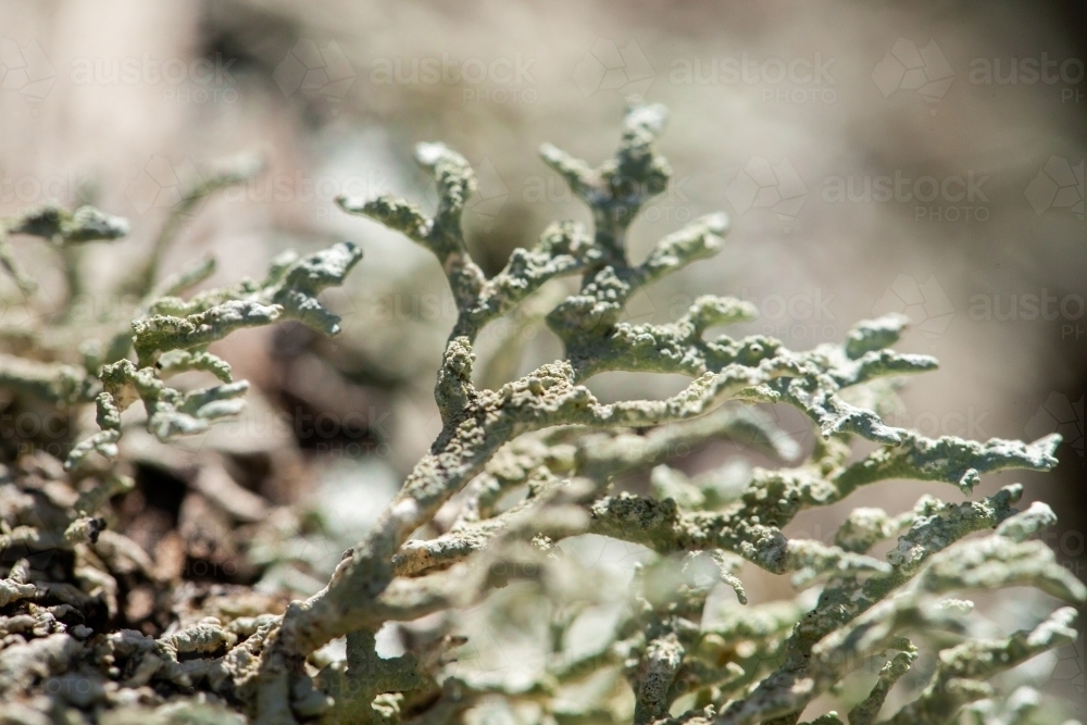 Silver grey coral like lichen plant - Australian Stock Image