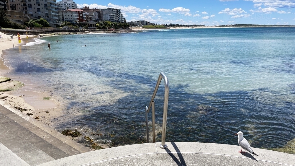Silver Gull at Cronulla Beach on a sunny day - Australian Stock Image