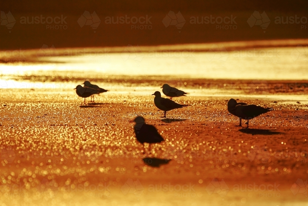 Silver Gulls resting on a golden beach at sunset. - Australian Stock Image