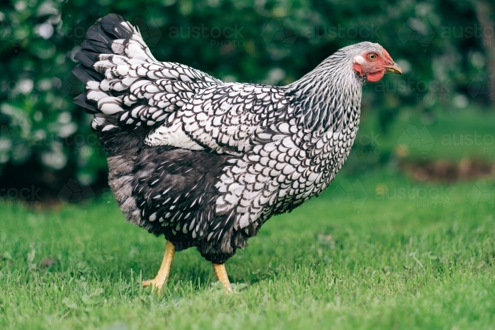 Image of Silver Laced Wyandotte hen on the lawn Austockphoto