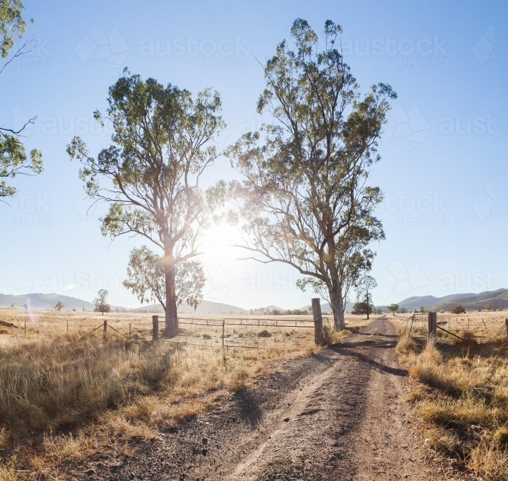 Silver sun flare star between gun trees with driveway and cattle grid - Australian Stock Image