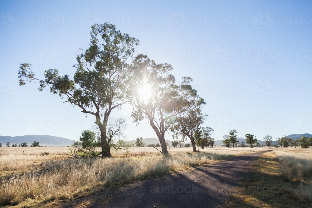 Silver sun shining through trees beside gravel road - Australian Stock Image