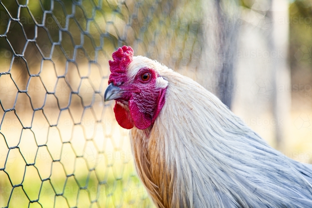 Silver white rooster in chook yard - Australian Stock Image