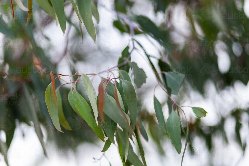 Silvery green gum leaves blowing in the wind - Australian Stock Image