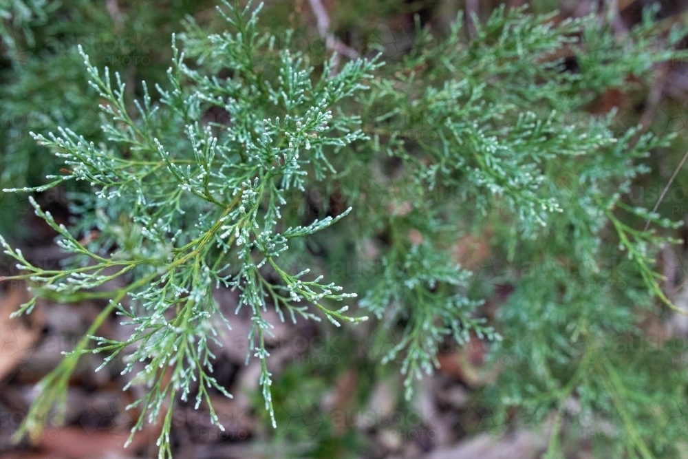 Silvery green leaves of cypress pine - Australian Stock Image