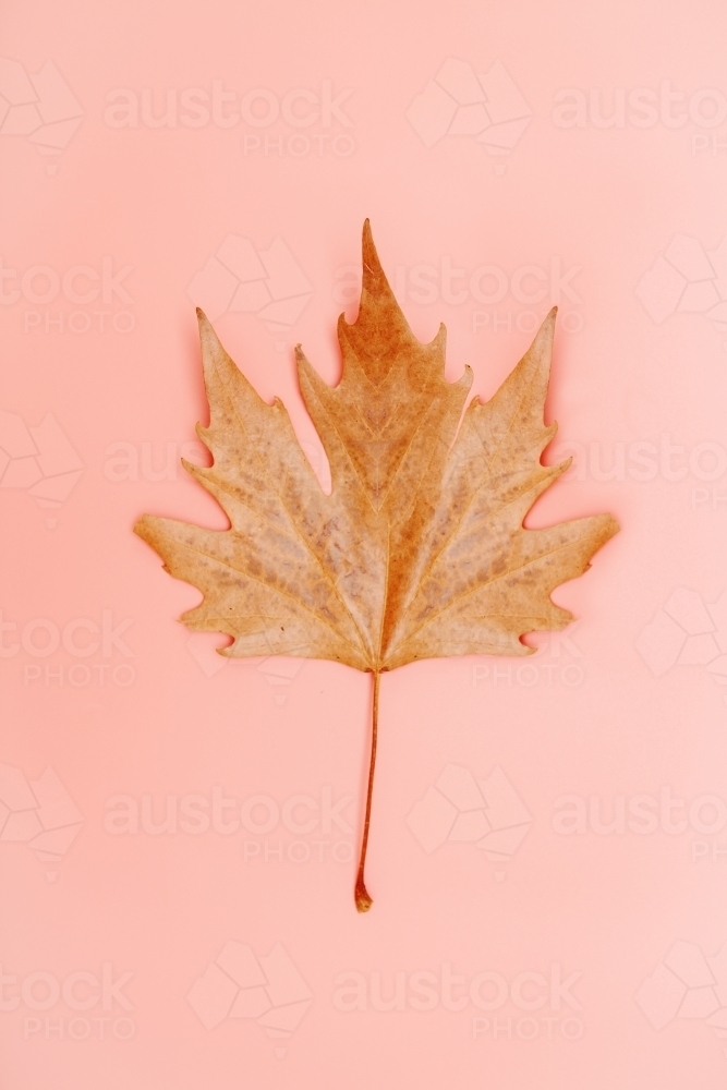 Single autumn leaf on a simple pastel coral pink background - Australian Stock Image