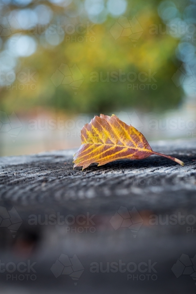 Single autumn leaf on a wooden stump - Australian Stock Image