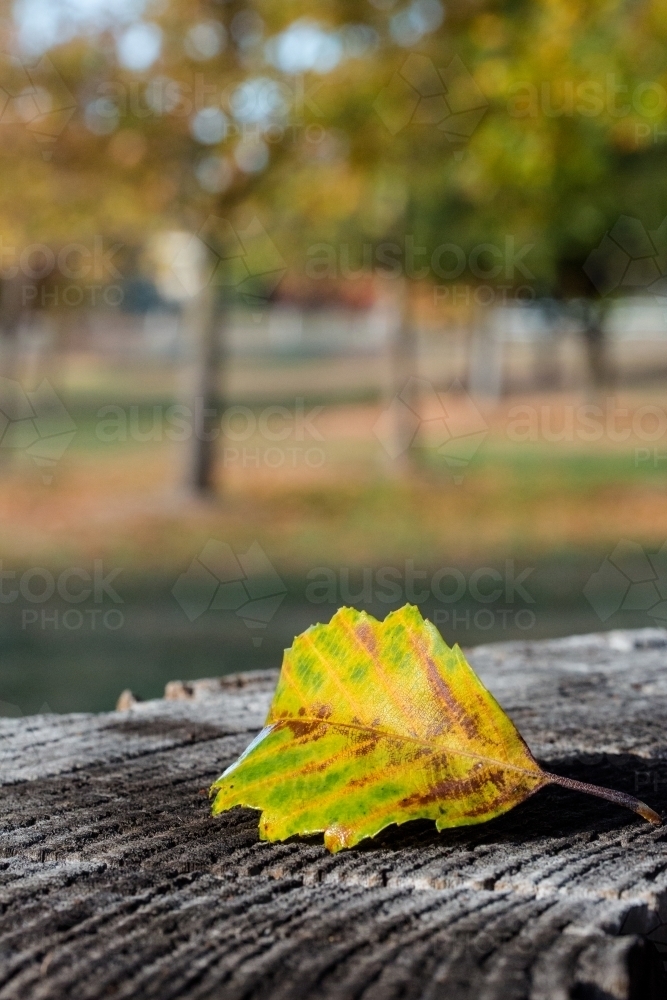 Single autumn leaf on a wooden stump - Australian Stock Image