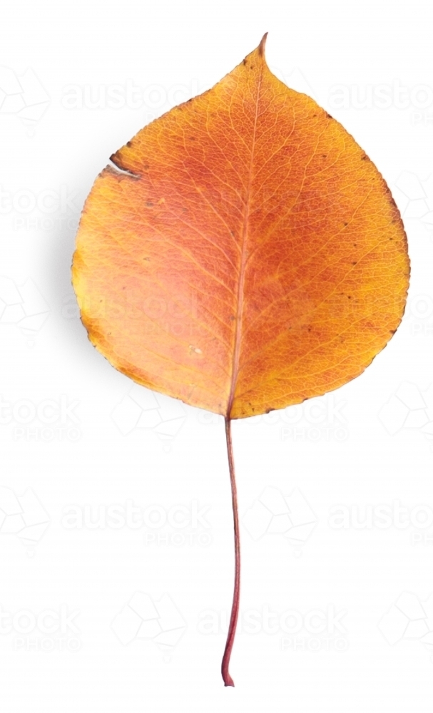 Single autumn leaf on blank background - Australian Stock Image